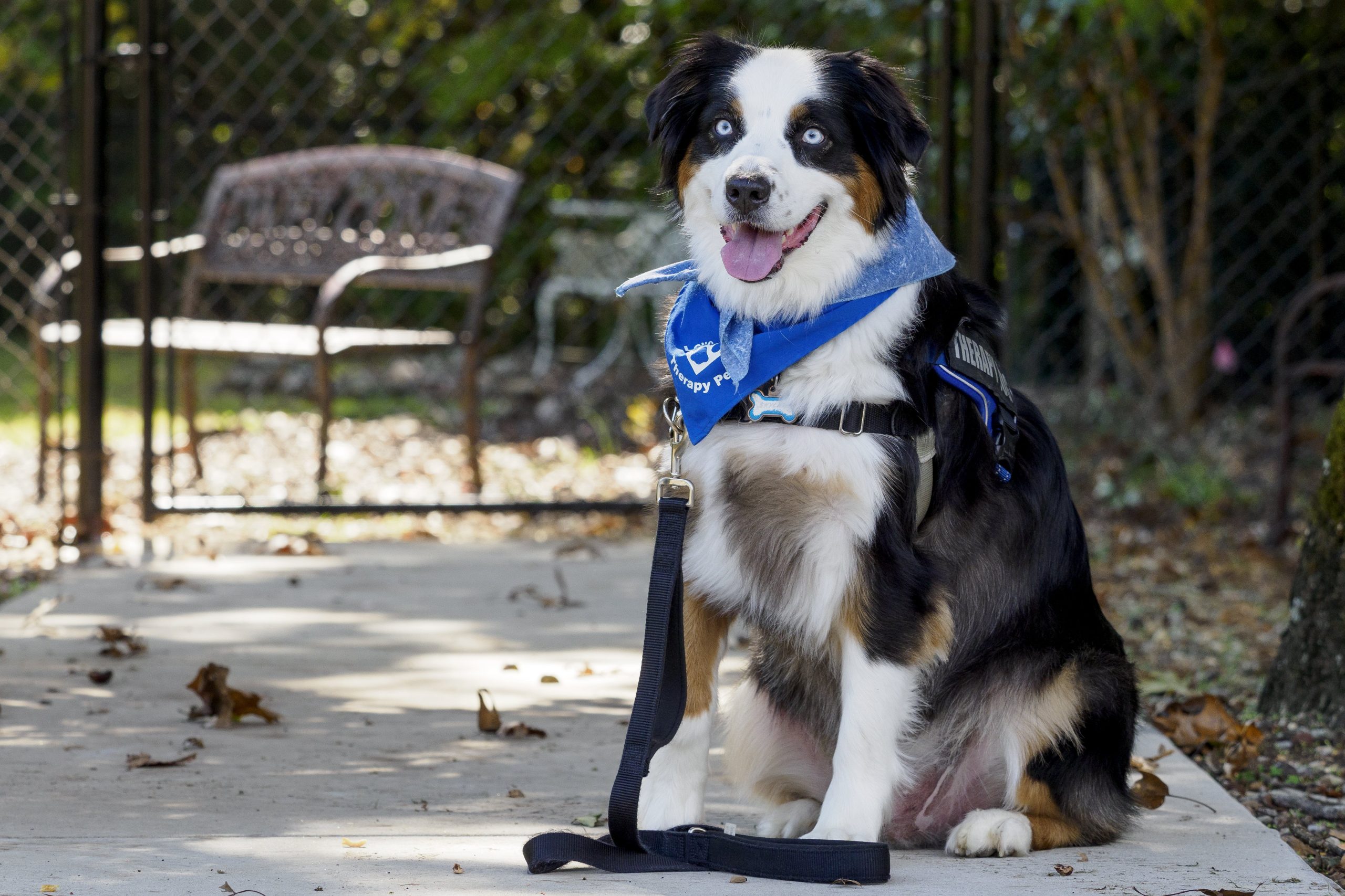 leash therapy for dogs