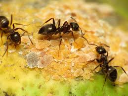 ants pest control Singapore