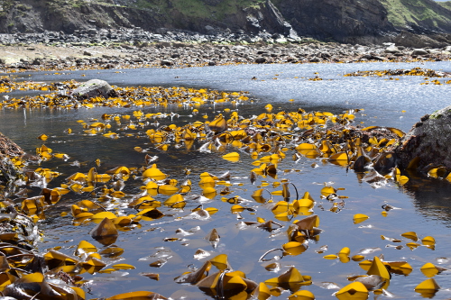 coastal foraging