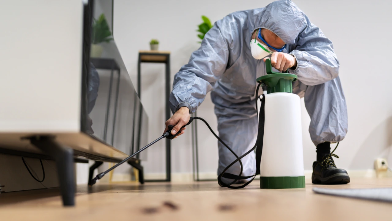 pest control in Singapore