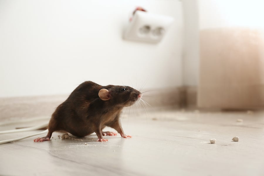 rodent control