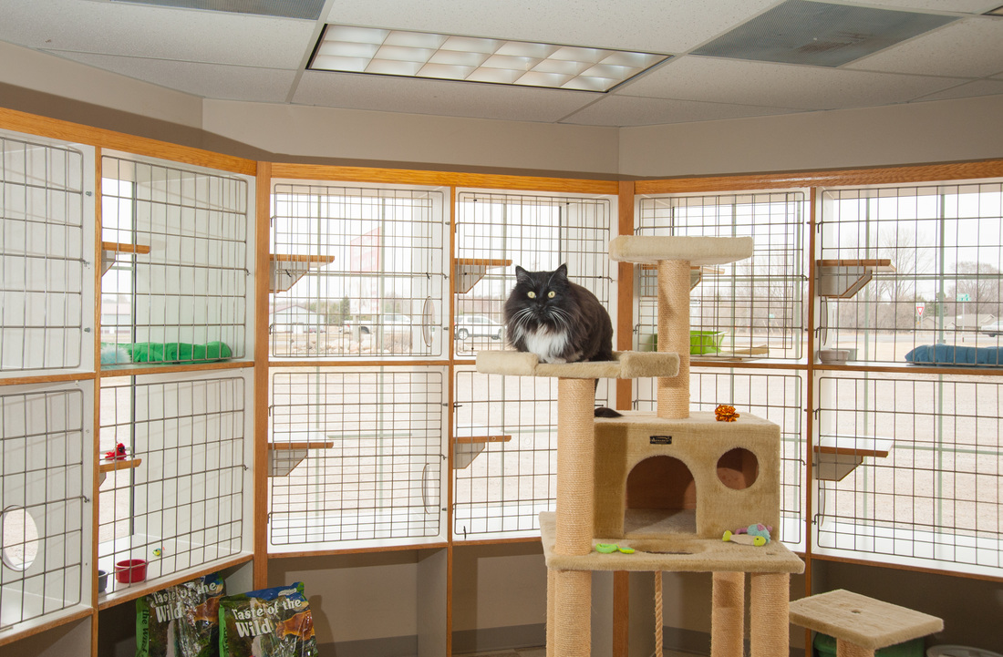 cat boarding