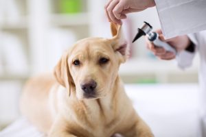 Veterinary Service